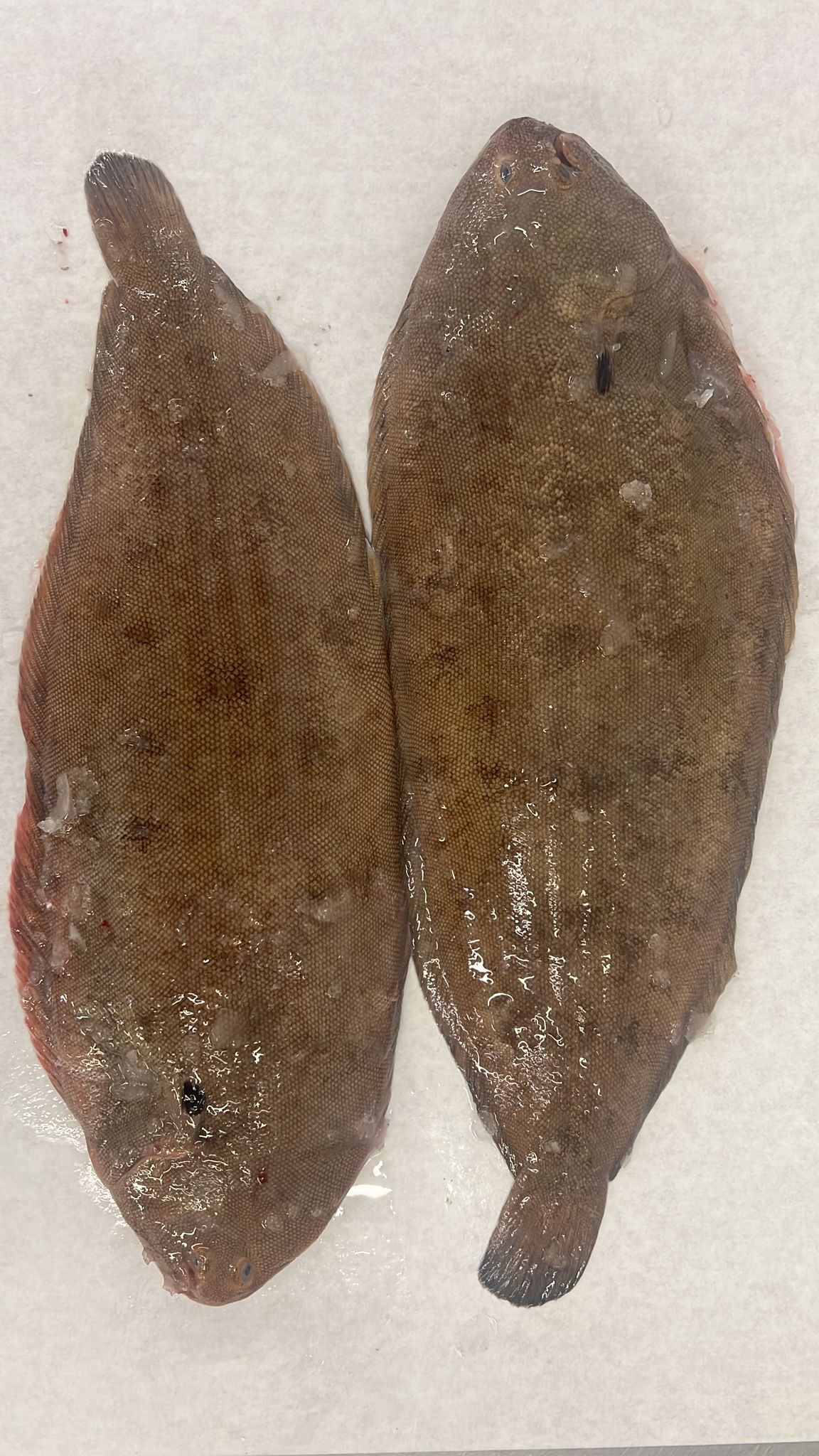 /doversole.jpg