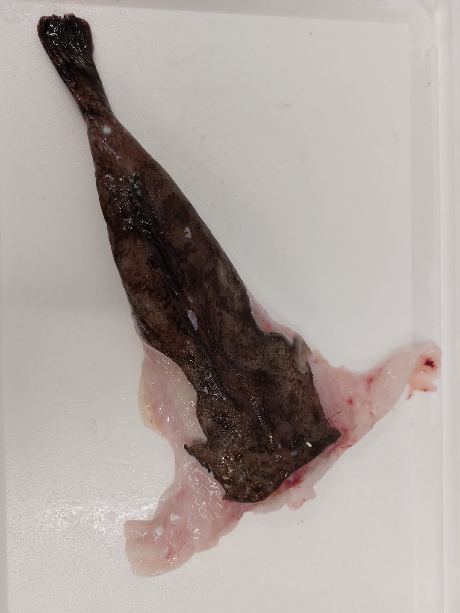 /monkfish.jpg
