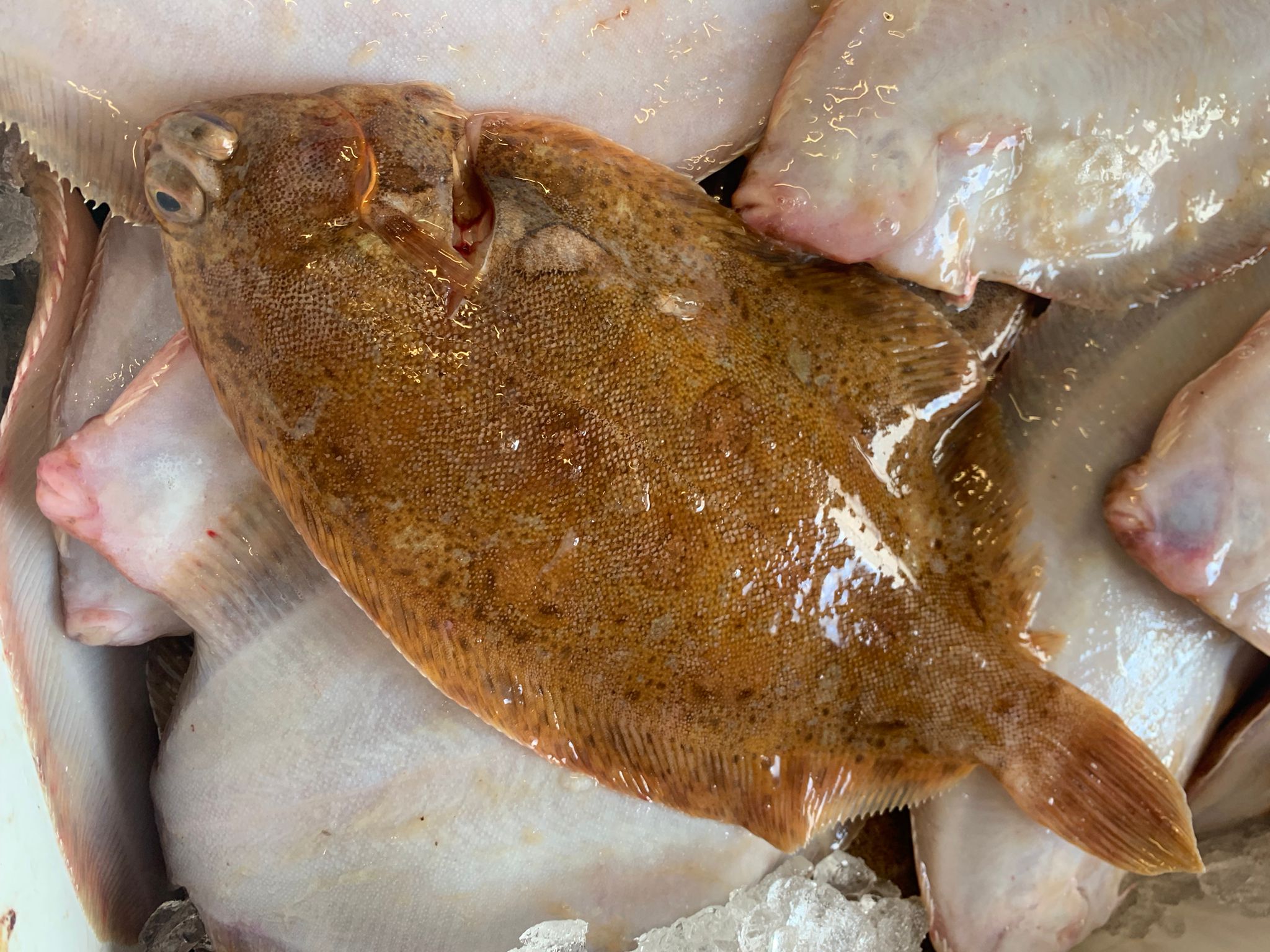 /ryebaylemonsole.jpg