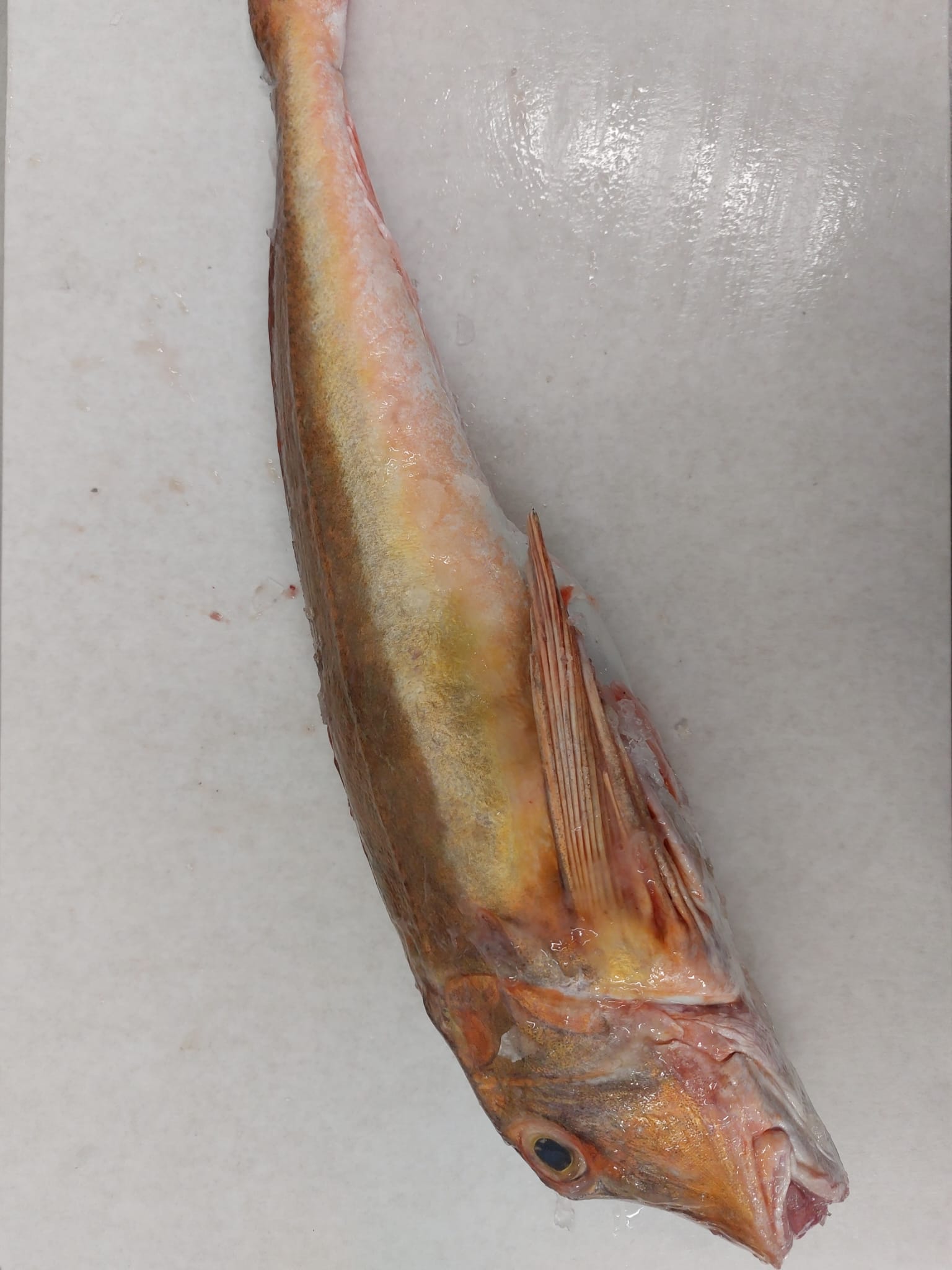 /tubgurnard.jpg