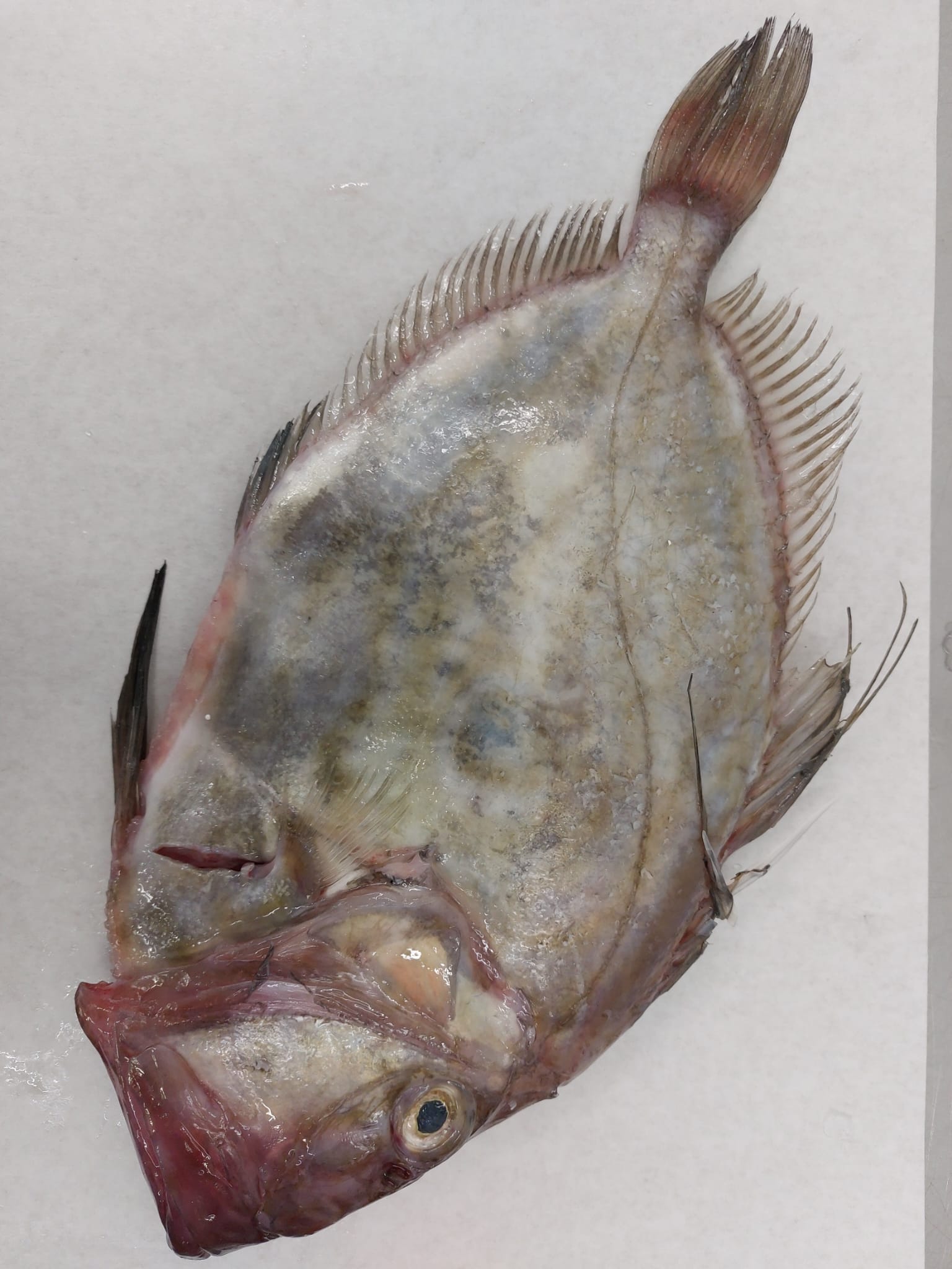 /wholejohndory.jpg