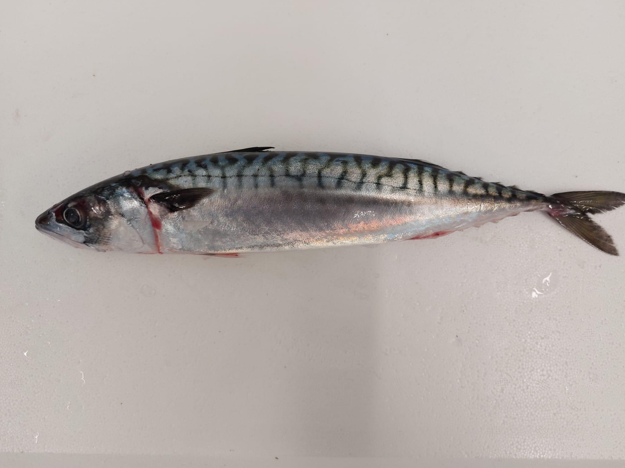 /wholemackerel.jpg