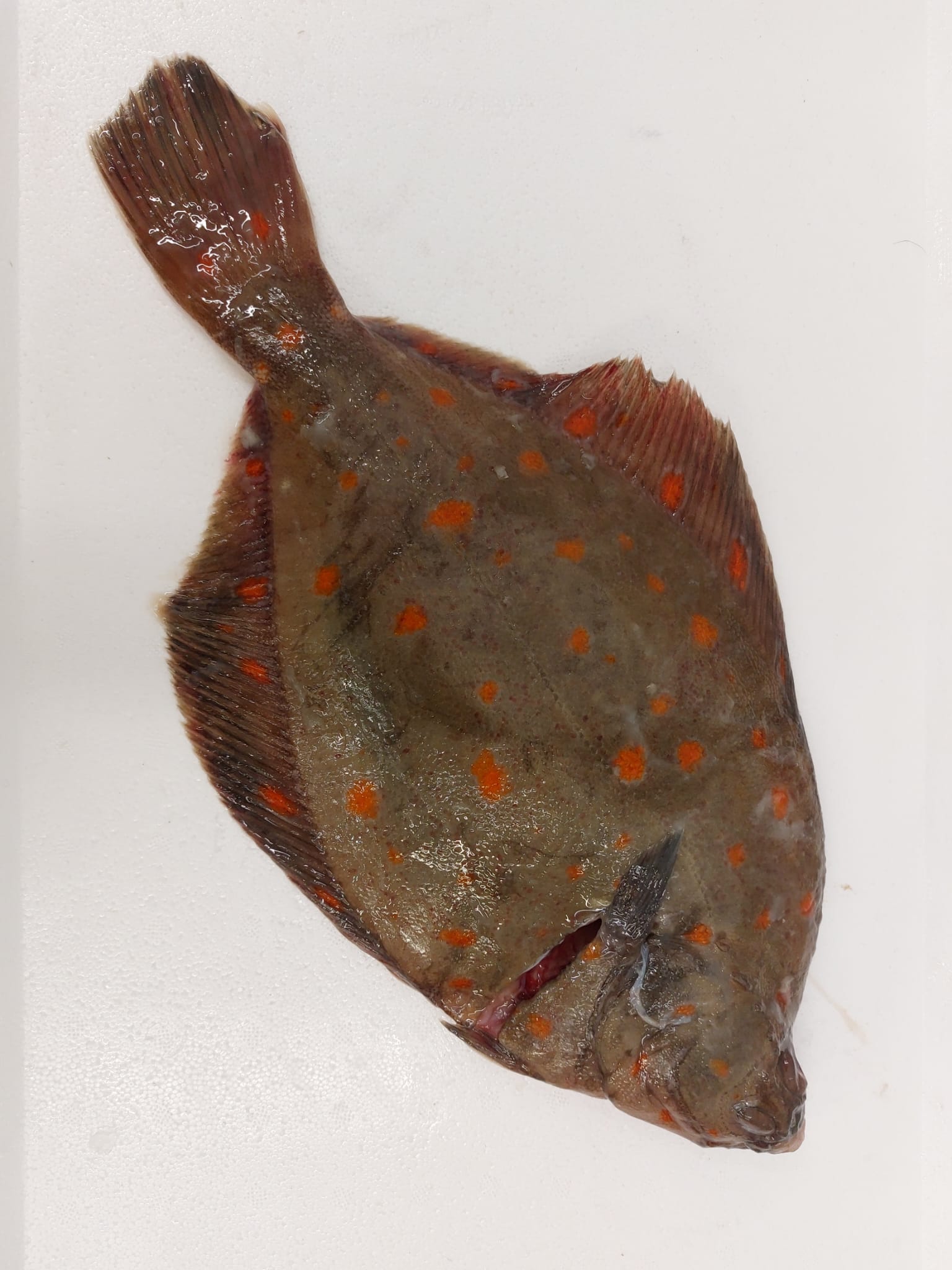 /wholeplaice.jpg