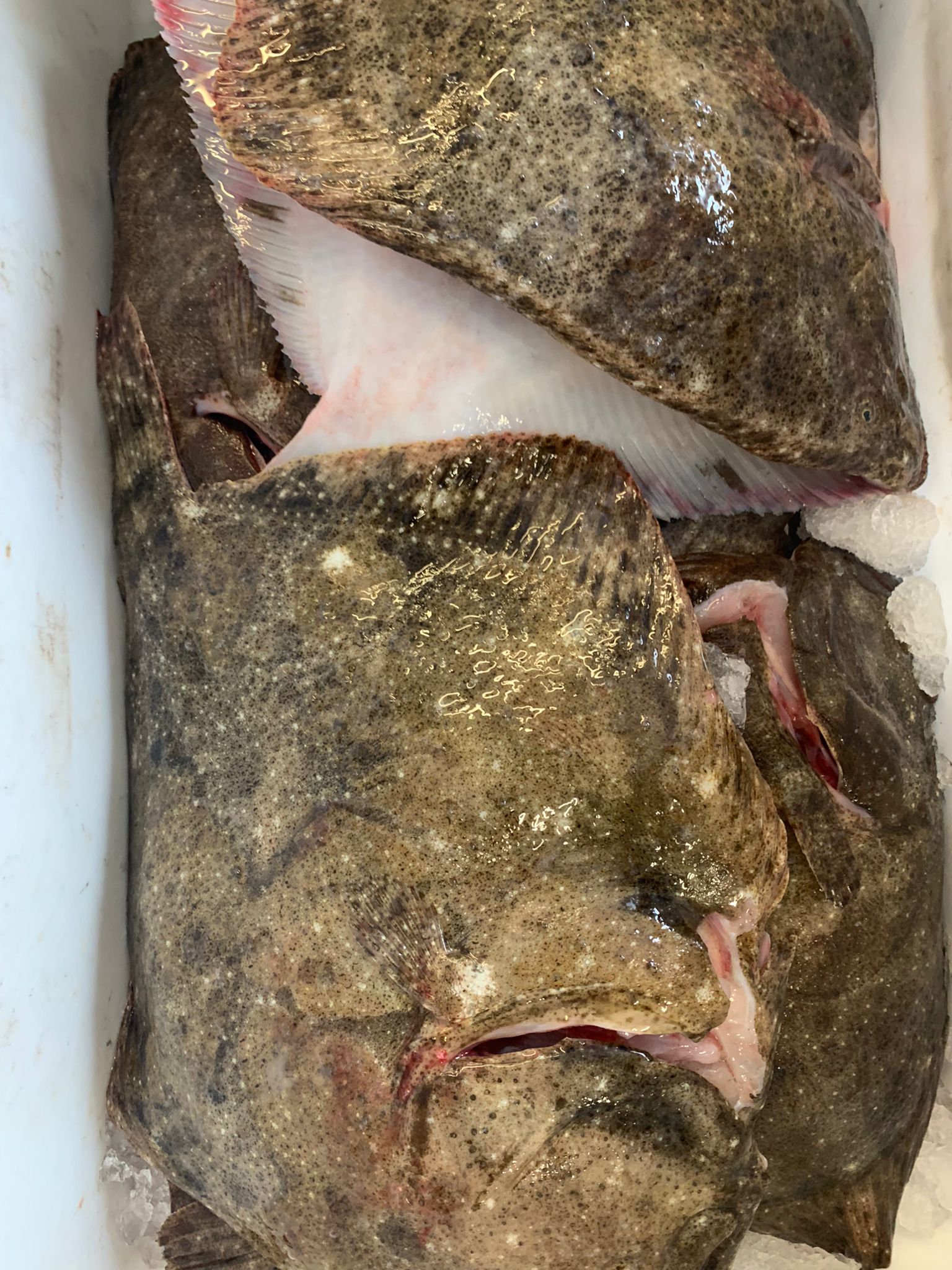 /wholeturbot.jpg